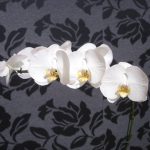 Brasil Móveis 2011 | Imetextil Tecidos para Decoração e Persianas